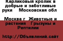 Карликовый кролик в добрые и заботливые руки. - Московская обл., Москва г. Животные и растения » Грызуны и Рептилии   